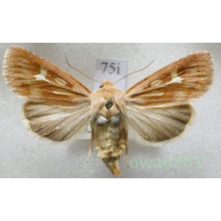 Cerapteryx graminis (Linnaeus, 1758) Czech75i